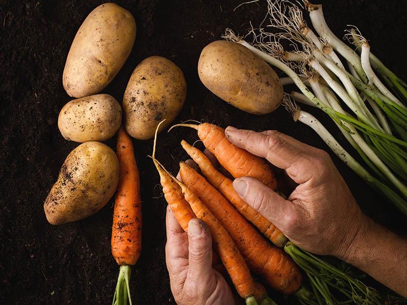 agrotech